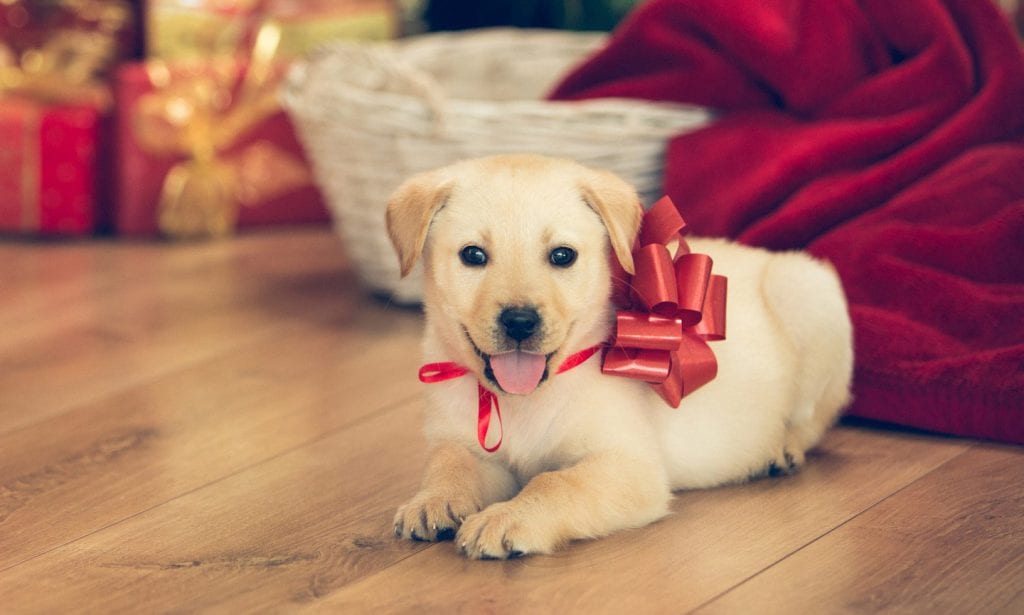 Should You Give a Pet as a Gift? Ask Yourself These 6 Questions First |  BeChewy