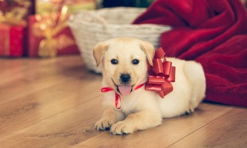 Should You Give a Pet as a Gift? Ask Yourself These 6 Questions First ...