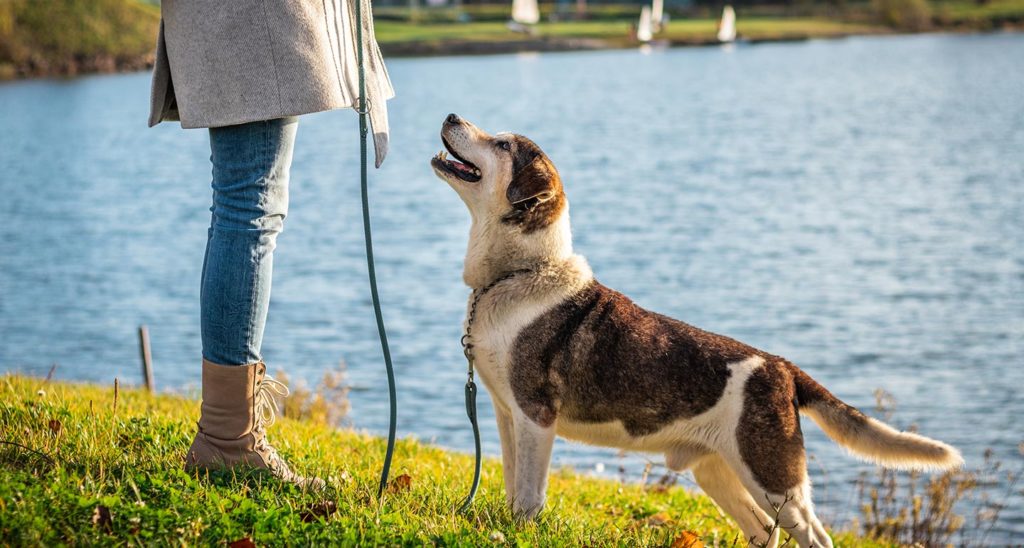 Clicker training with a dog