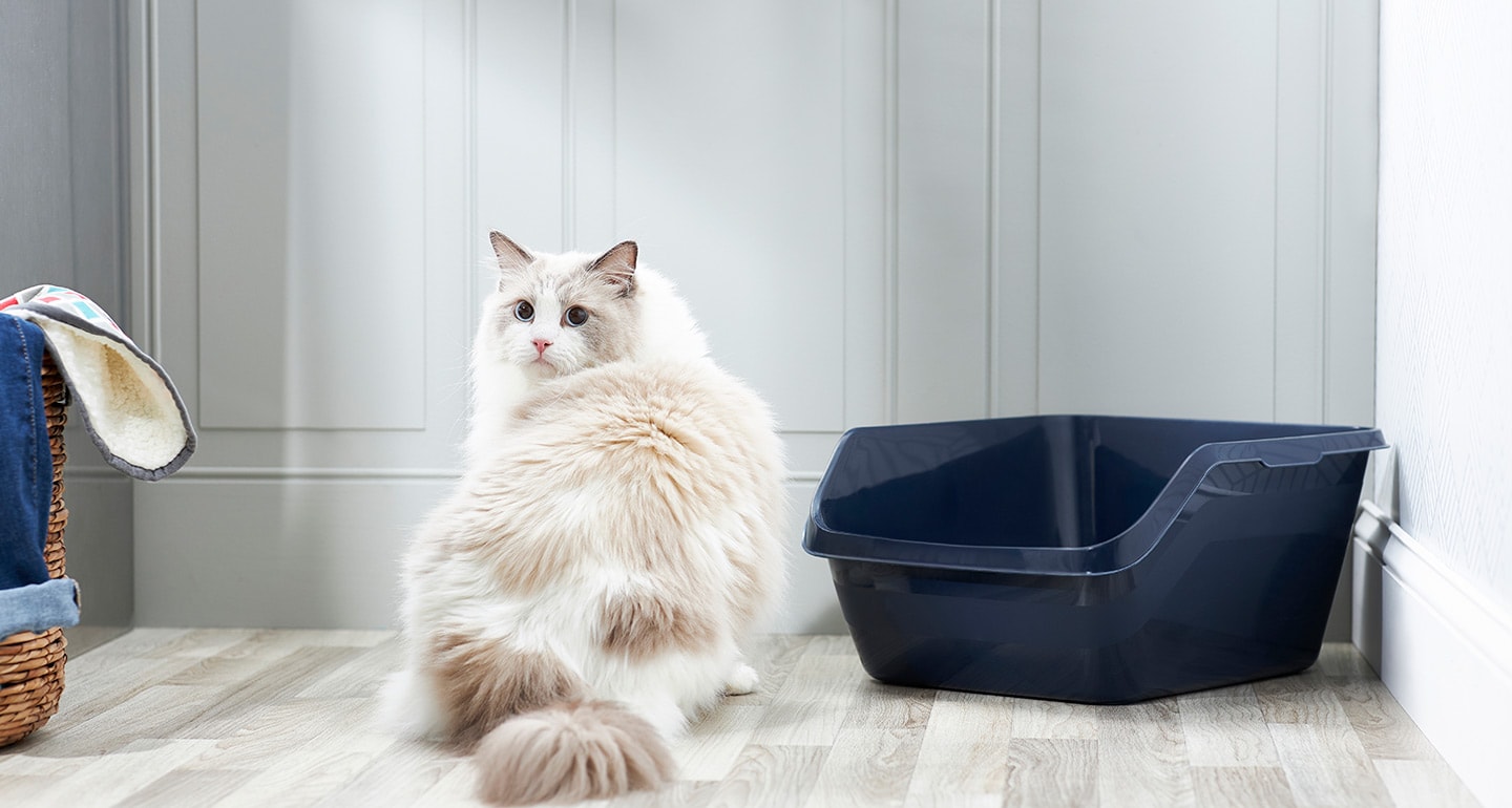 Can cats use same litter clearance box