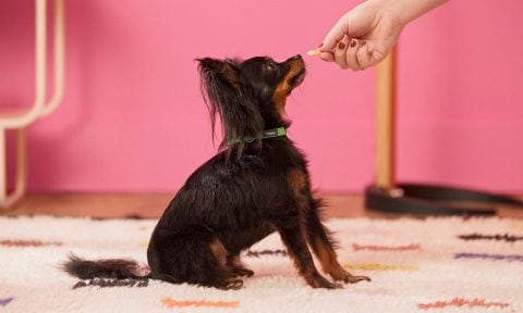 Your Essential Guide to Basic Dog Obedience Training