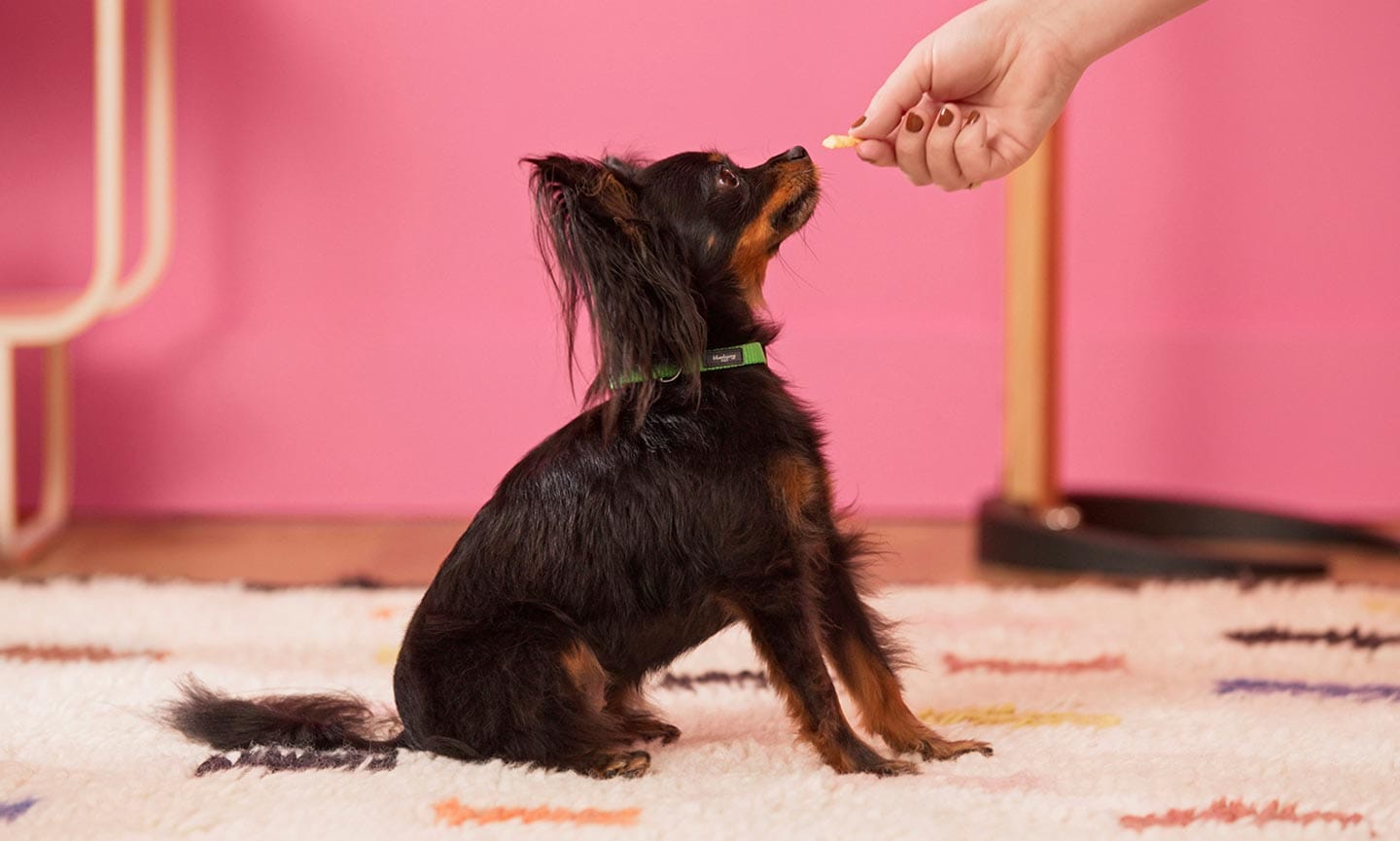 Basic Obedience Commands: Sit  