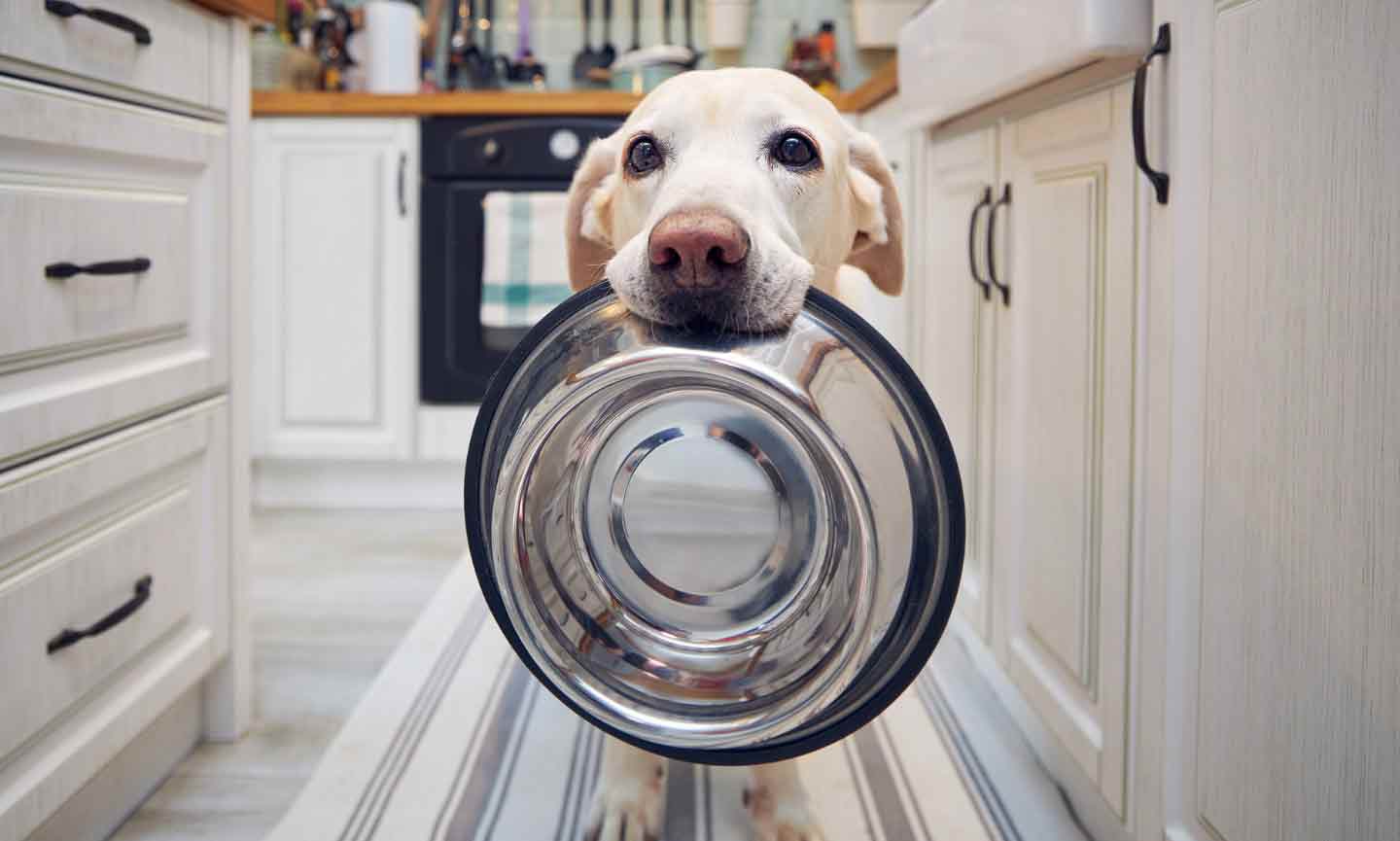 https://media-be.chewy.com/wp-content/uploads/2017/11/26102633/clean-dog-bowl.jpg