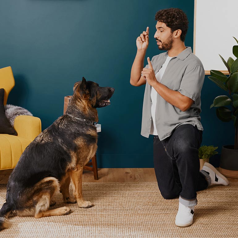 Photo of a man teaching a dog the "stay" command