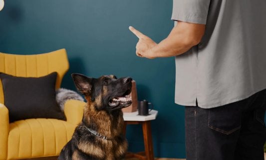 how to teach a dog to stay