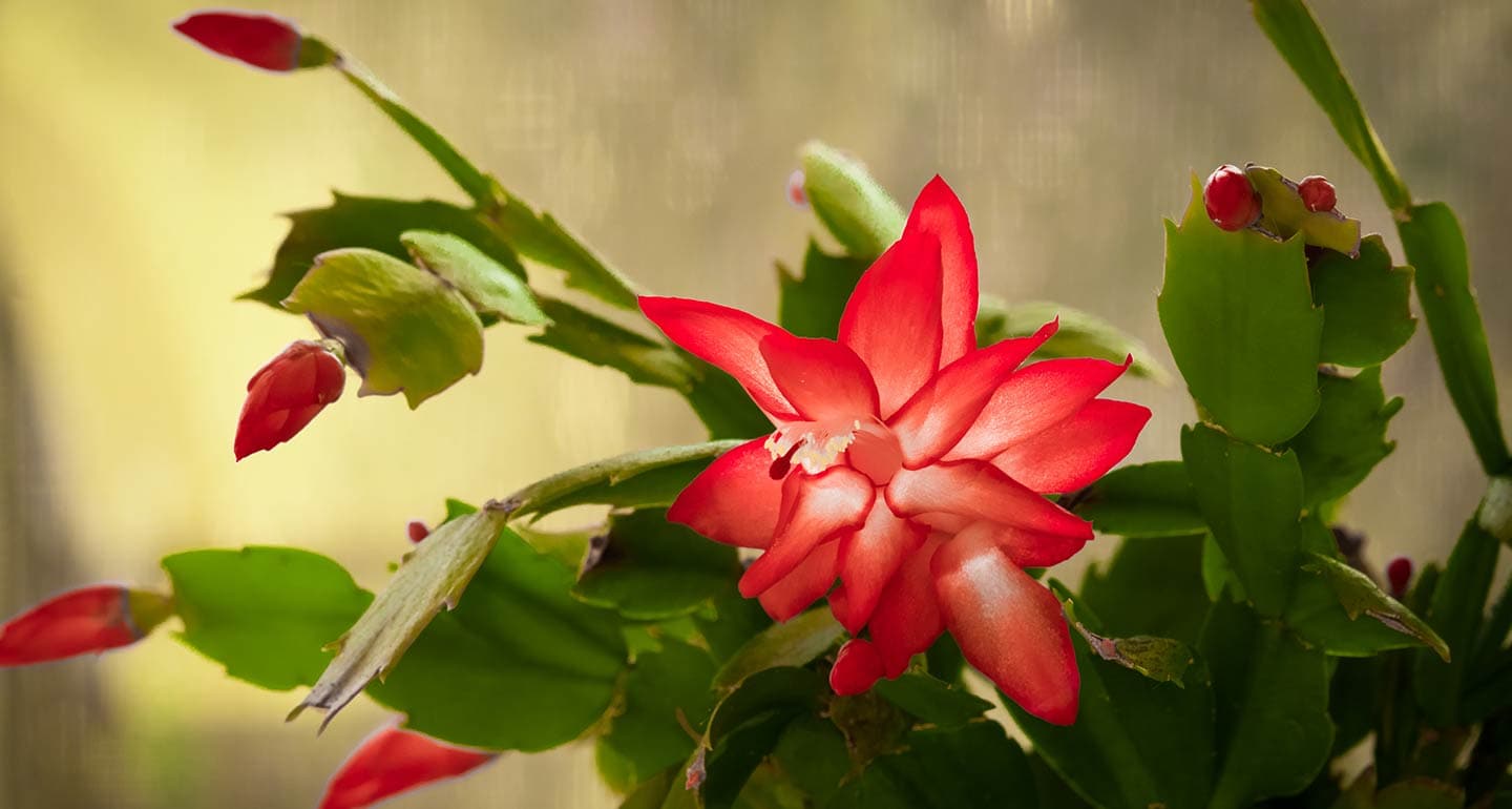 Are Poinsettias Poisonous To Dogs And Cats A Pet Parent S Guide To Holiday Plants