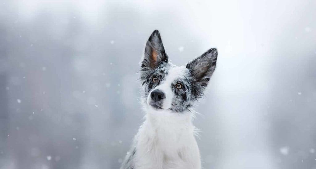 How to keep outside dogs warm in the winter
