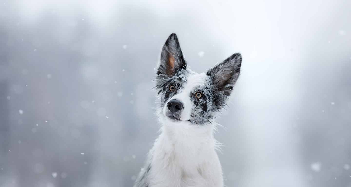 how to keep your dog warm in winter outside