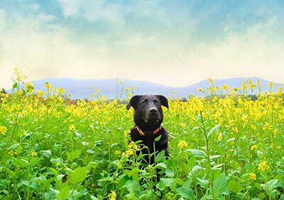 dog-friendly Vermont