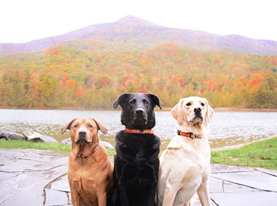dog-friendly Vermont