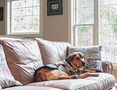dog-friendly Vermont