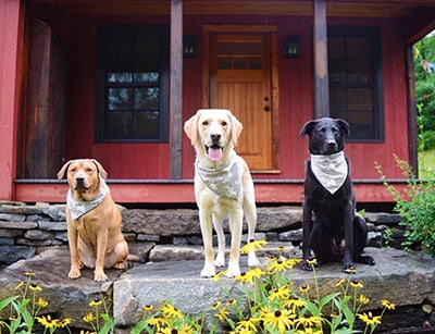 dog-friendly Vermont