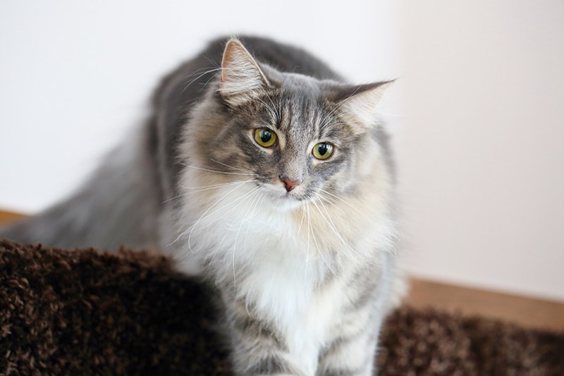 Grey white fluffy store cat