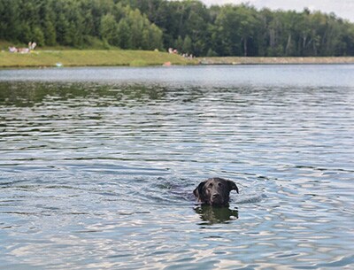 dog-friendly Vermont