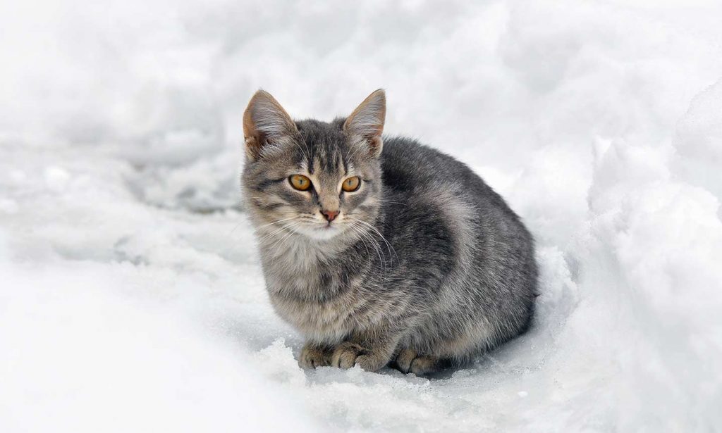 gray cat sitting in snow