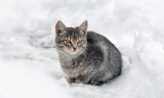 gray cat sitting in snow