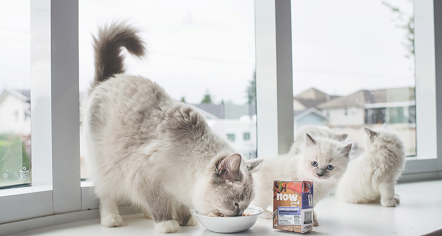 Bone Broth Benefits for Pets BeChewy