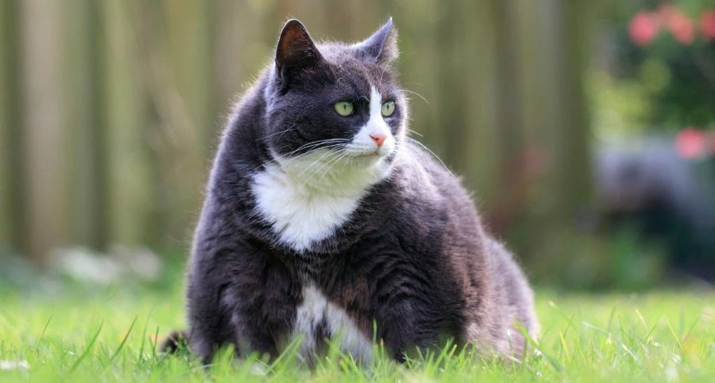 overweight cat