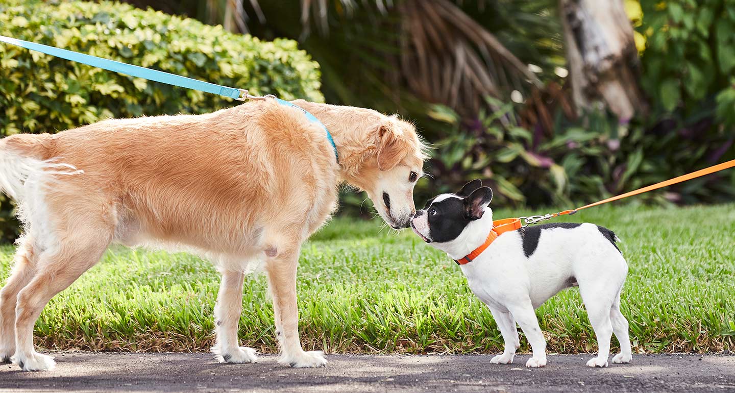 how to train old dog not to pull on leash