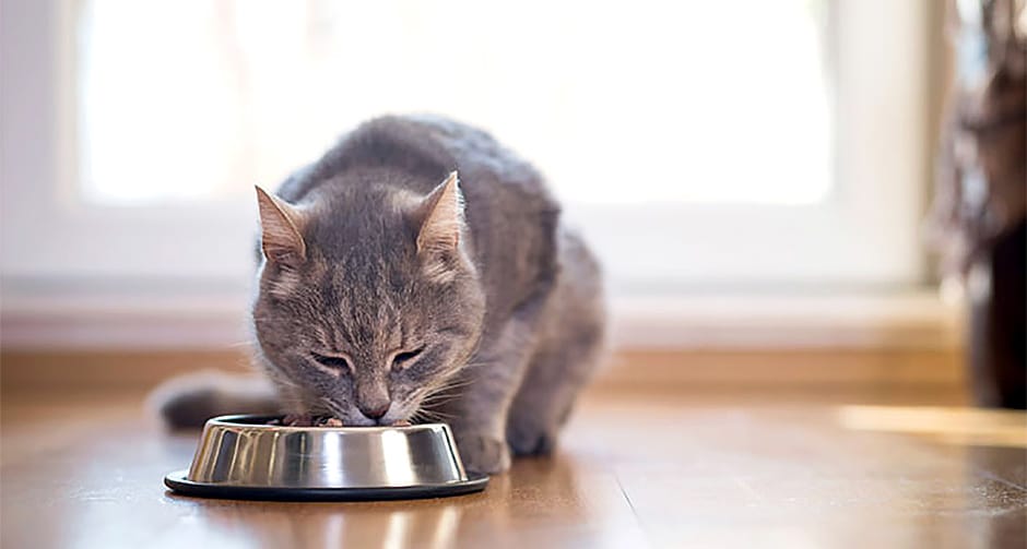 What’s The Difference Between Indoor Cat Food And Regular Cat Food?
