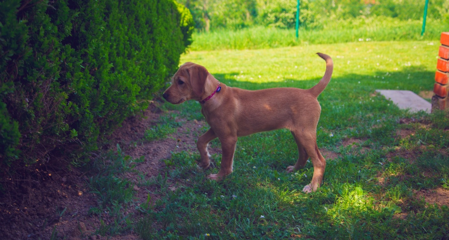 Dog Continues To Check Bush Where He Found Lasagna 4 Years Ago BeChewy