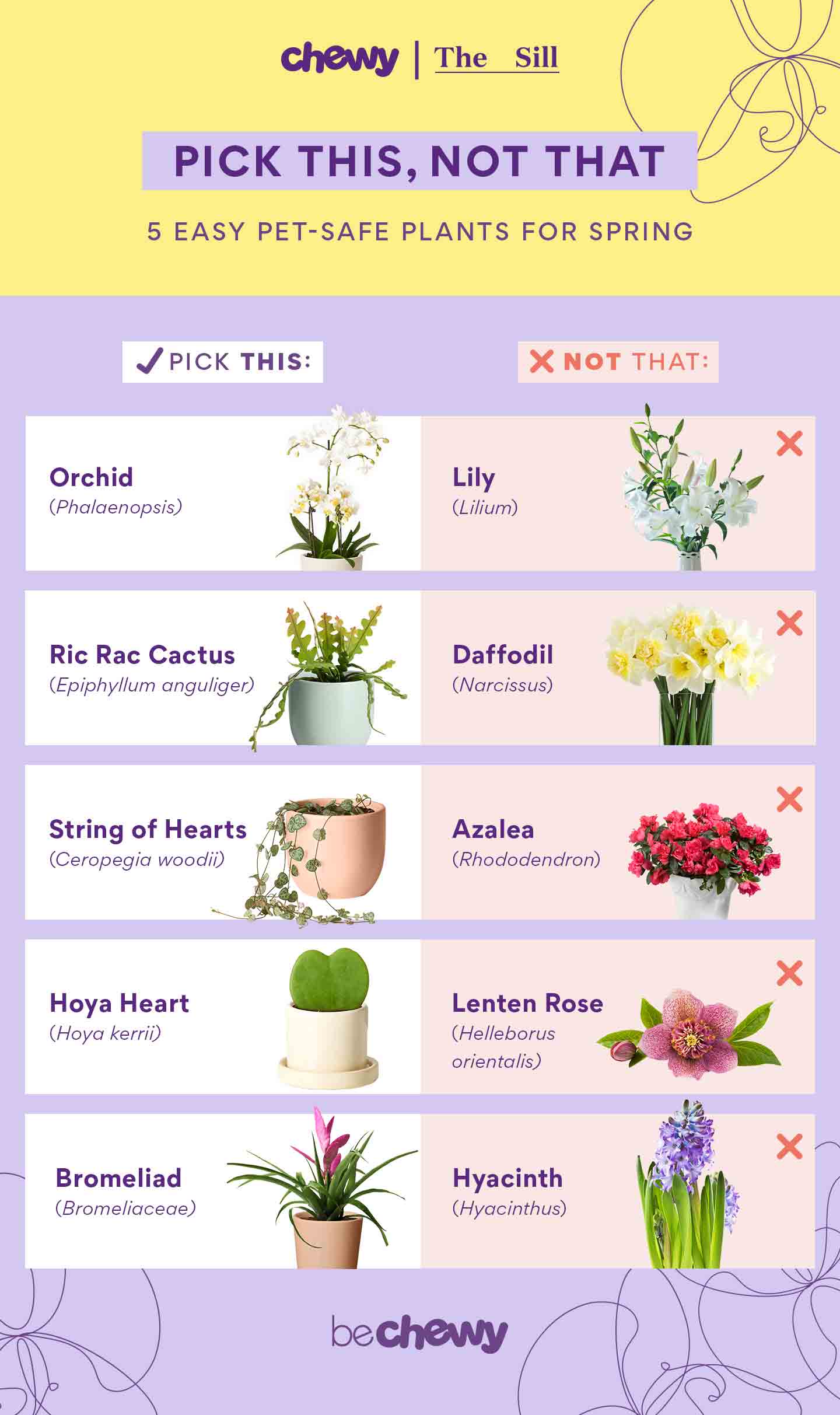 Bring Home These 5 Pet Safe Plants For Spring BeChewy