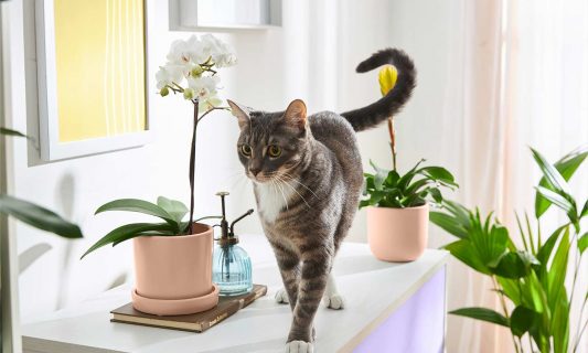 pet safe plants
