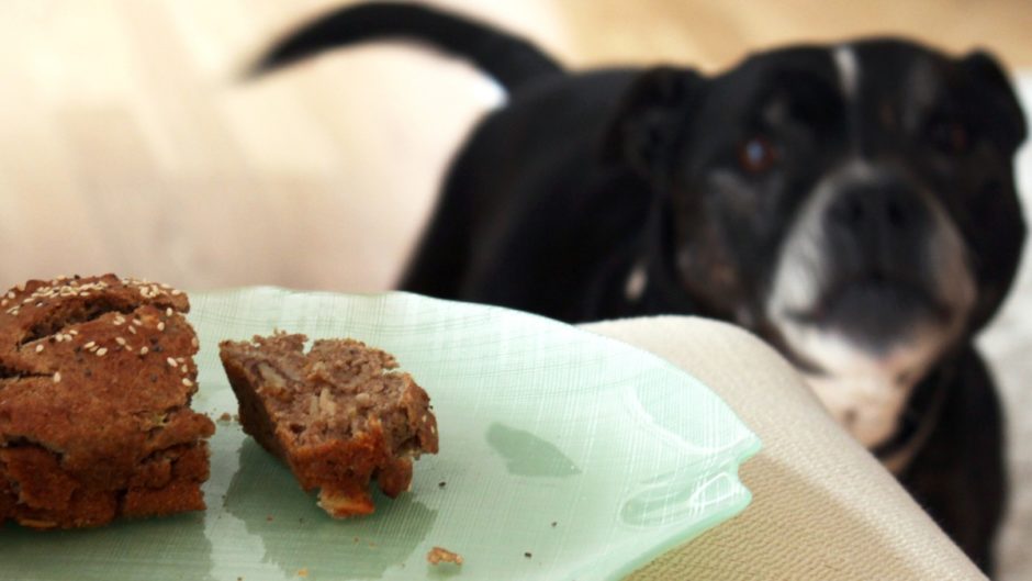 Whole Wheat Bread Is Good Dog Treat BeChewy