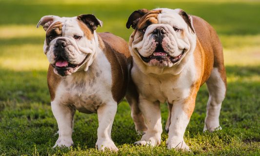 Two English Bulldogs meeting outside