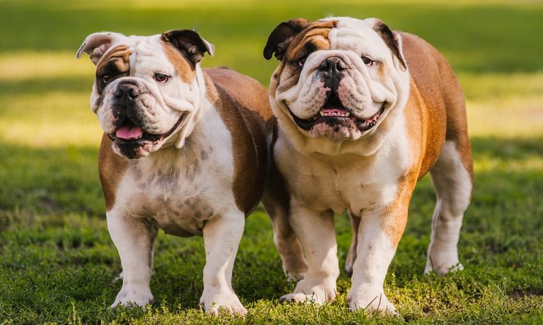 https://media-be.chewy.com/wp-content/uploads/2018/02/16170053/two-bulldogs-meeting-outside-768x461.jpg