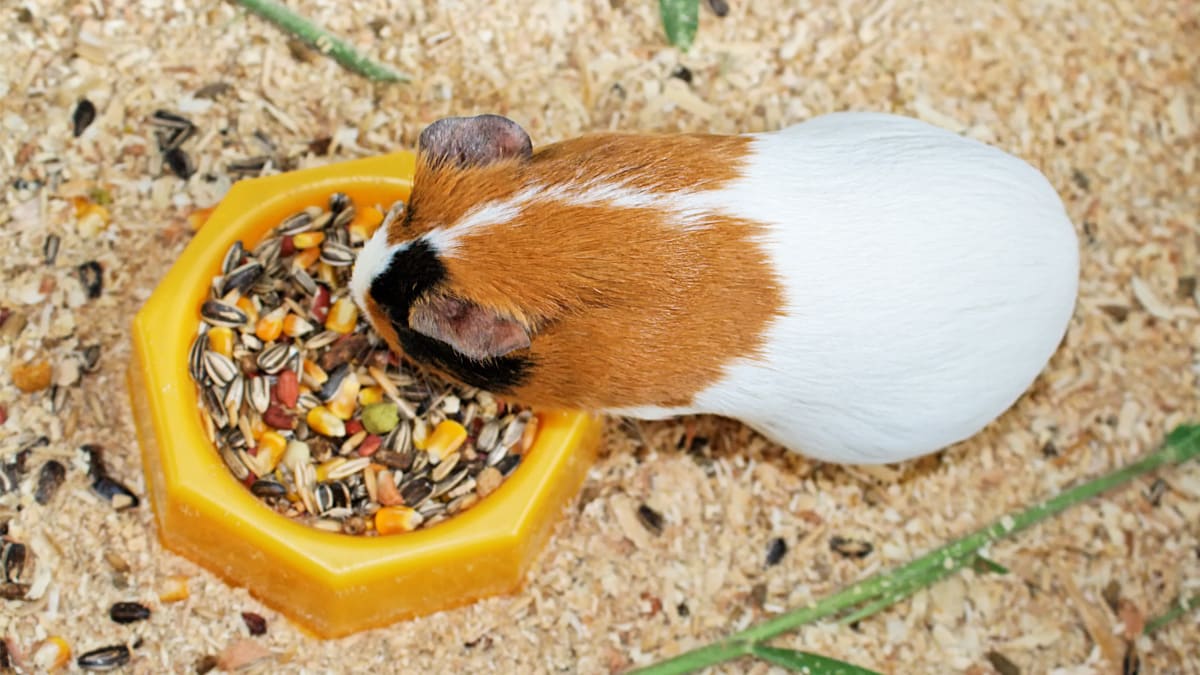 guinea pig Guinea Pig Diet Tips tips