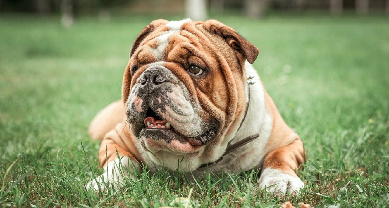 8 Wrinkly Dog Breeds You Can’t Help But Love | BeChewy