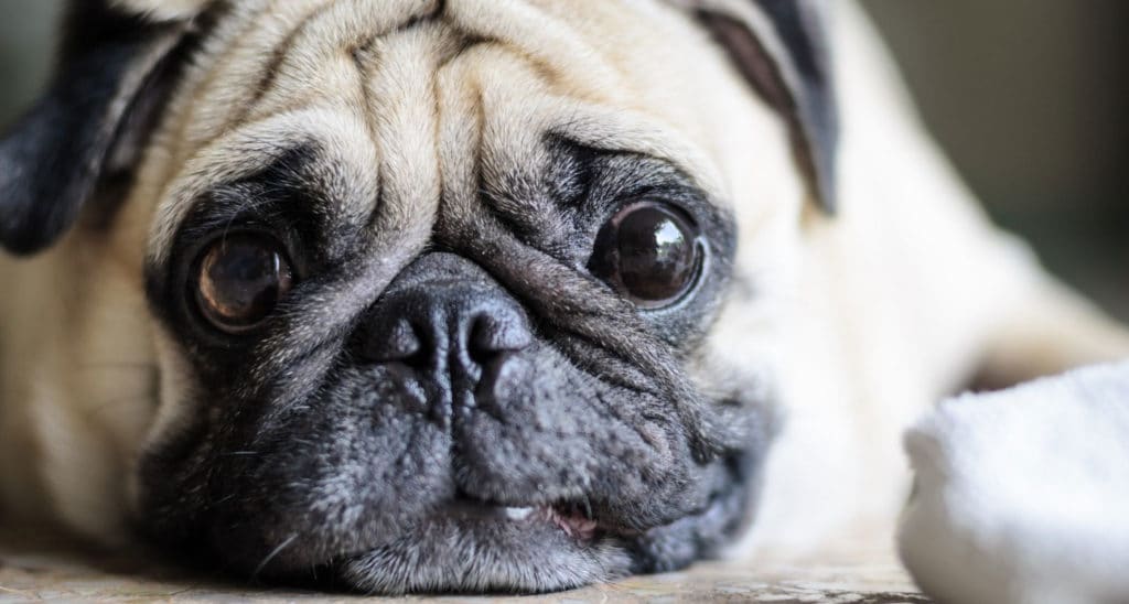 The Science Behind Those Big Ol' Puppy-Dog Eyes, Smart News