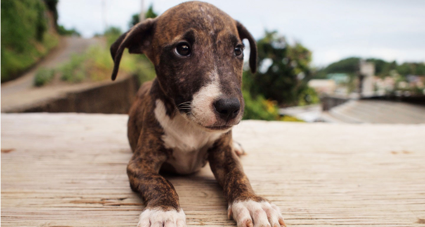 Pet Rescue Sanctuaries You Should Visit BeChewy