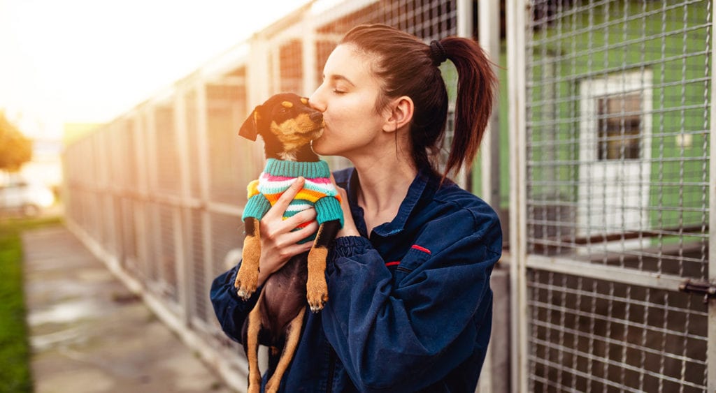 6 Animal Shelter Facts That'll Make You Want to Adopt | BeChewy