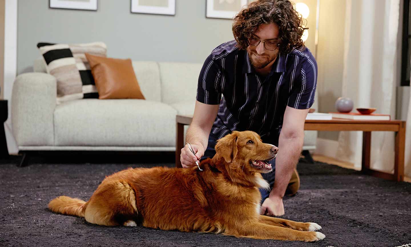 How to Remove a Tick From a Dog, According to a Vet BeChewy