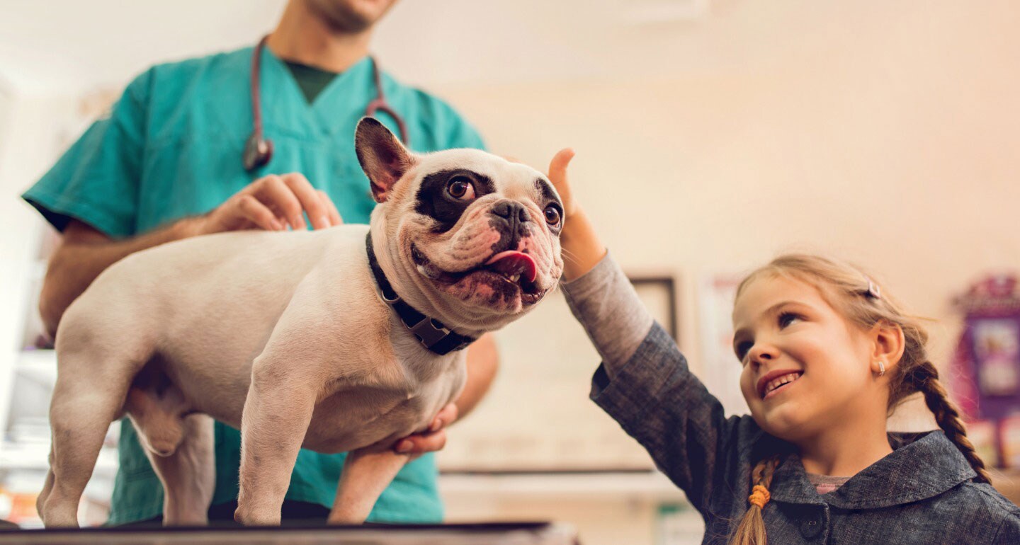 Cold Laser Therapy For Dogs And Cats BeChewy