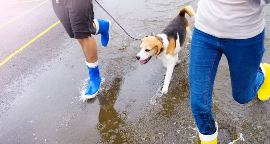Rainy Day Hazards Dog Puddle Safety Tips BeChewy