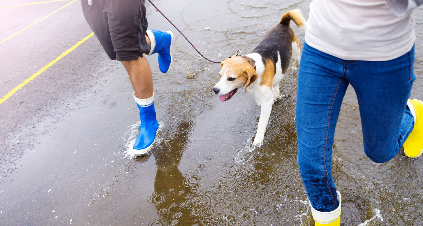 Rainy Day Hazards: Dog Puddle Safety Tips | BeChewy