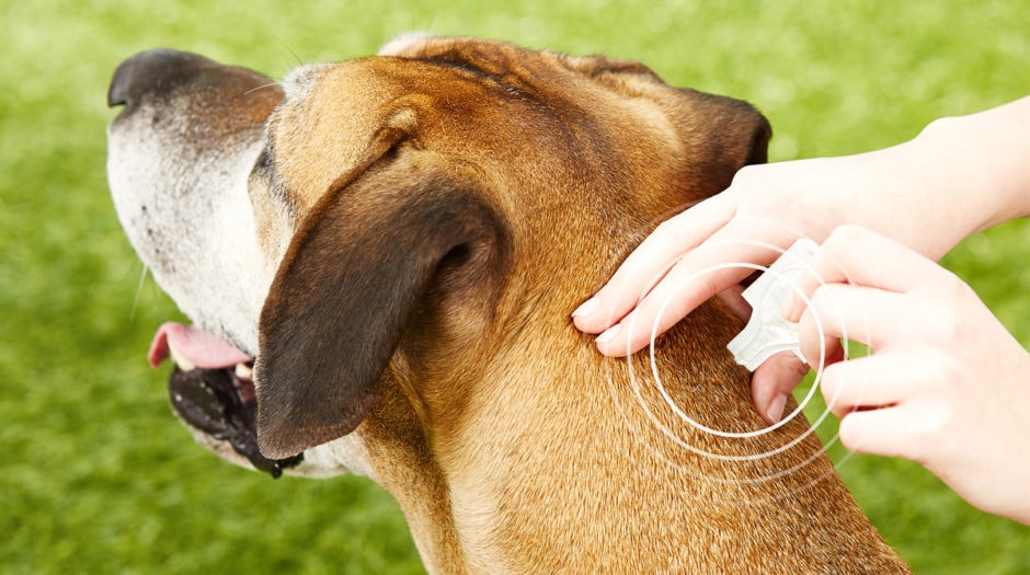 How to Spot Flea Eggs on Dogs Everything You Need to Know BeChewy