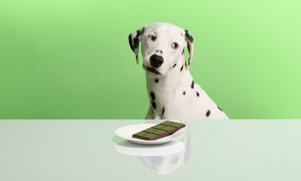 Can Dogs Eat Broccoli All The Facts You Need To Know  