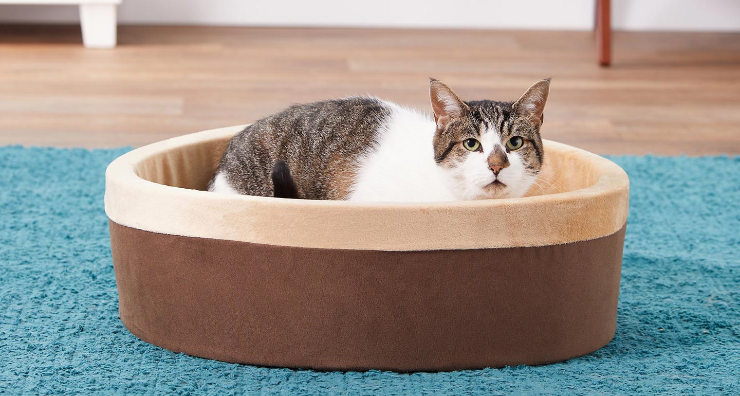 Orthopedic Pet Beds for Arthritis in Cats