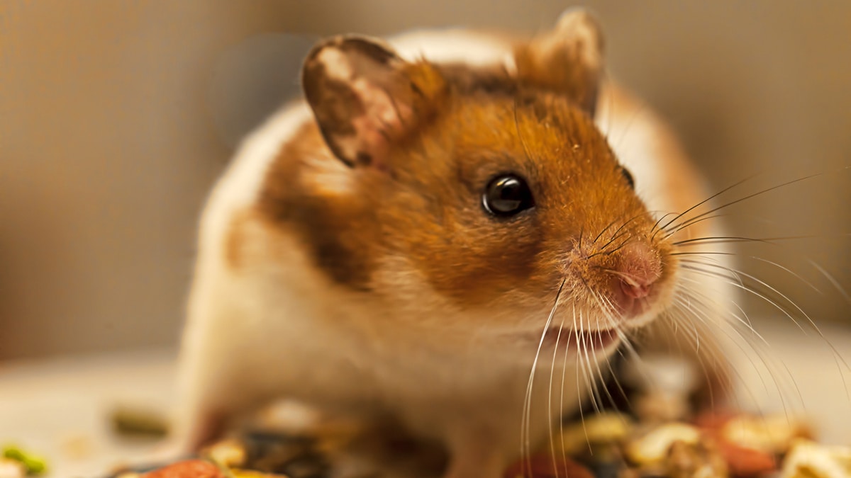 hamster close-up