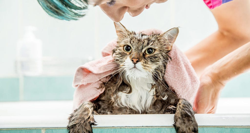 Flea Shampoo for Cats