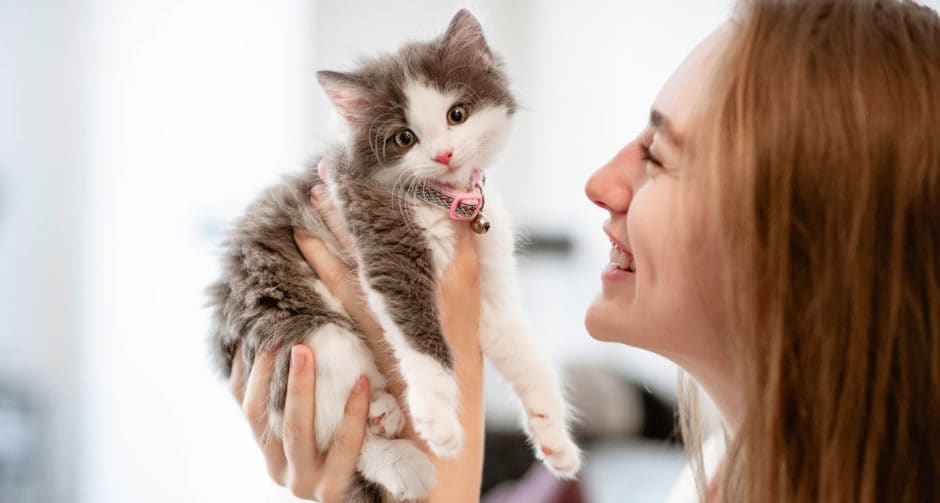 Should I Get a Kitten: 6 Signs You’re Ready to Adopt | BeChewy