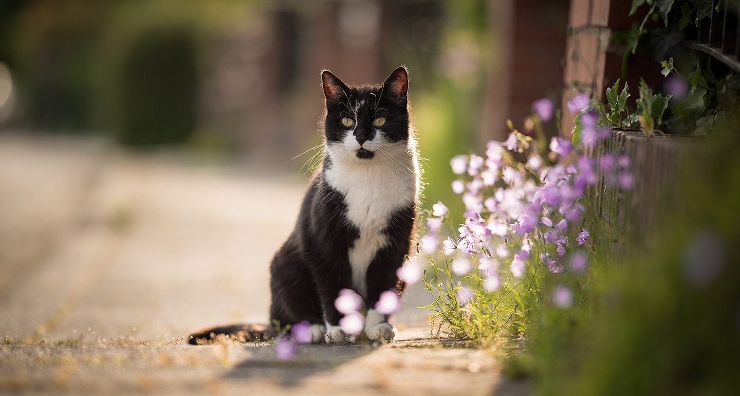 flea medicine for outdoor cats