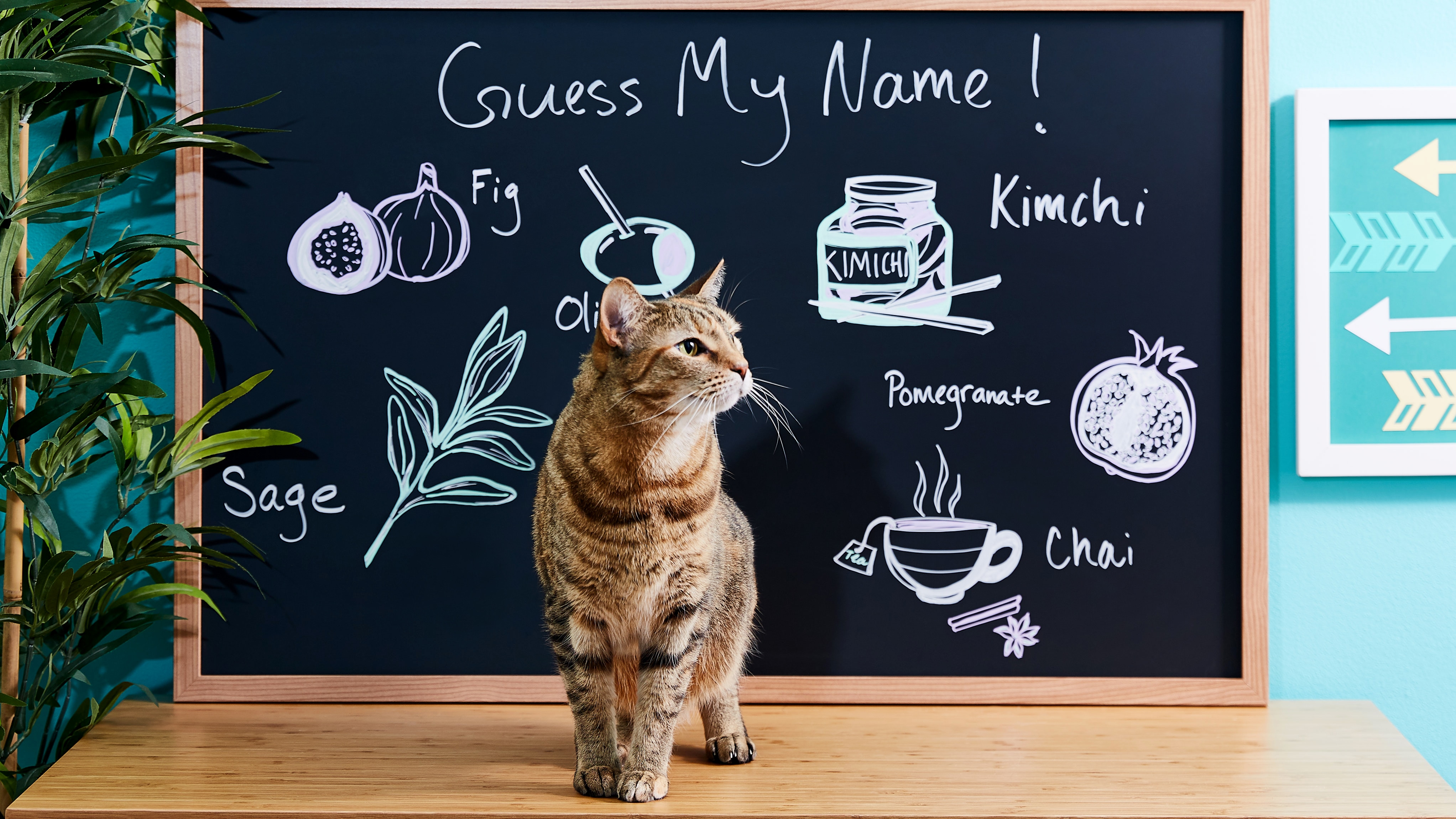 The Best Food Names for Pets BeChewy