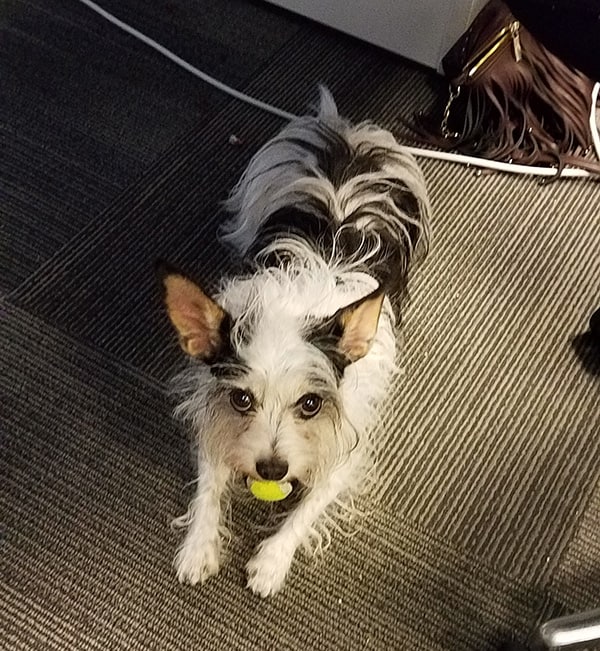 The Best Food Names for Pets BeChewy