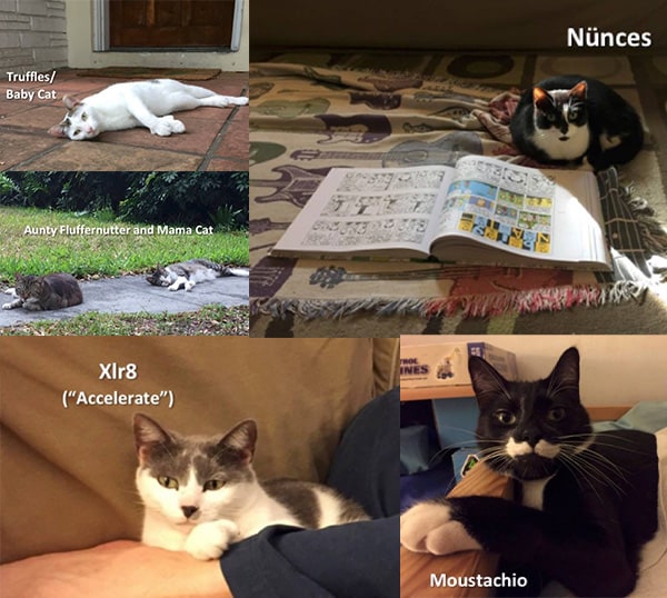 The Best Food Names for Pets BeChewy