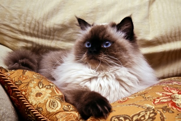 Himalayan Persian